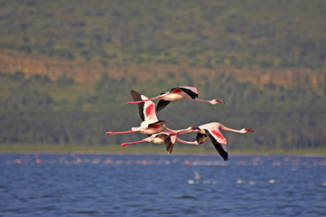 FLAMANT NAIN phoenicopterus minor