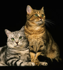 EUROPEEN BROWN TABBY ET SILVER TABBY