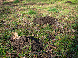 Viele Maulwurfshügel auf einer Wiese
