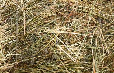 Dry hay as an abstract background