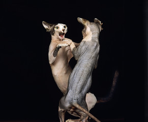 CHAT NU