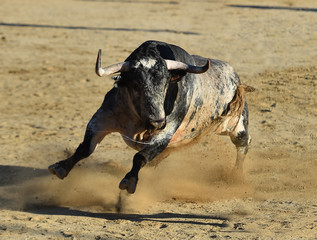 un poderoso toro español