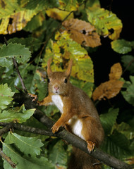 ECUREUIL ROUX sciurus vulgaris