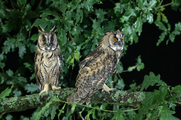HIBOU MOYEN DUC asio otus