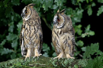HIBOU MOYEN DUC asio otus