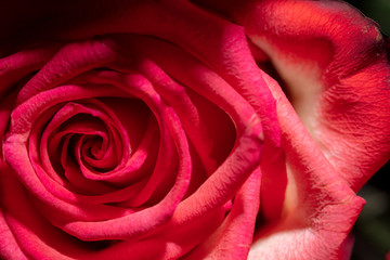 Beautiful flower red rose as a background