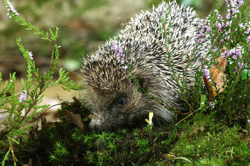 HERISSON D'EUROPE erinaceus europaeus