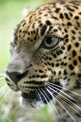 Obraz premium PANTHERE DU SRI LANKA panthera pardus kotiya