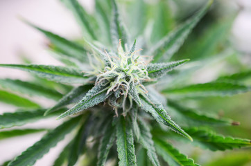 Beautiful flowering marijuana plant. Cannabis plant in flower. Natural medicine, higher healing. Cannabis industry, organic farming. Hemp buds, growing marijuana. Weed in bloom, outdoor lighting