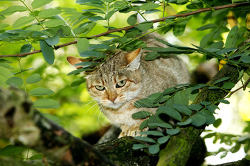 CHAT SAUVAGE D'AFRIQUE felis silvestris lybica