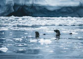 Hooded seal on sea ice and dramatic landscape of Davy Sound in King Oscars Fjord on the east coast...