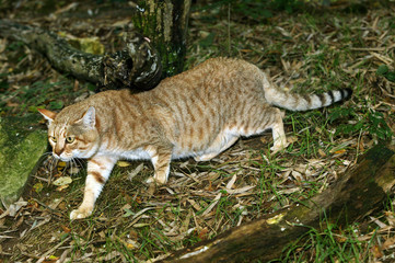 CHAT SAUVAGE D'AFRIQUE felis silvestris lybica