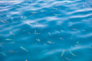 Fish in the blue water of the sea as a background