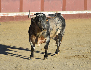 toro con grandes cuernos en una plaza de toros en españa