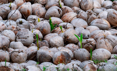 Fototapeta na wymiar Pile of young coconut plant. Sprout of coconut tree with green leaves emerging from old brown coconut. Planting coconut trees in farm. Seed propagation of tropical palm tree. Exotic tropical tree.