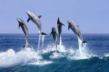 Schilderijen op glas GRAND DAUPHIN tursiops truncatus © slowmotiongli