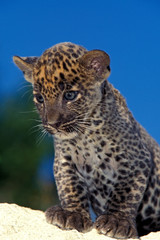 PANTHERE LEOPARD panthera pardus