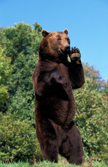 OURS BRUN ursus arctos