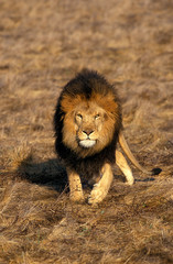 Naklejka na ściany i meble LION D'AFRIQUE panthera leo