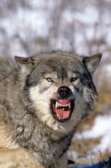 LOUP DU CANADA canis lupus occidentalis
