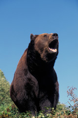 OURS BRUN ursus arctos