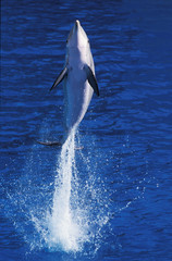 Obraz premium GRAND DAUPHIN tursiops truncatus