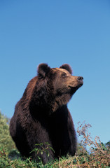 OURS BRUN ursus arctos