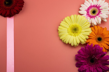 Background with gerbera flowers and a ribbon on pink.