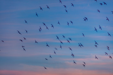 birds flying over the cloudy sky