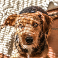 black and white dog on the grass