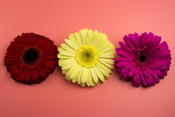 Photo of three gerberas daisies on pink.