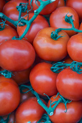 a lot of freshly picked ripe red tomatoes on the branches
