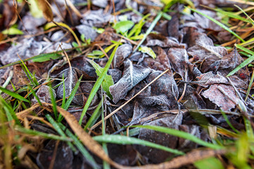 Frozen leaves on the ground in the park