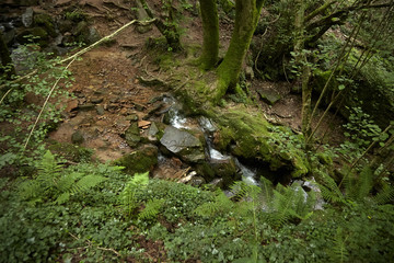 Green deciduous forest with a small stream, a waterfall and moss covered stones. Beautiful landscape of summer nature, France, Europe