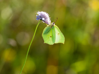 Brimstone Butterfly ( Gonepteryx rhamni ) on Scabious
