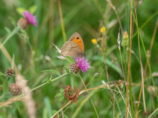 Meadow Brown Butterfly (Maniola jurtina) on Knapweed