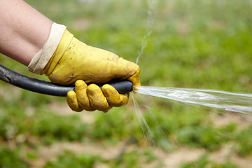 Watering garden hose, water and yellow gloved hand. Farmer watering garden
