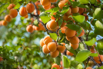 A bunch of ripe apricots hanging on a tree in the orchard. Apricot fruit tree with fruits and...