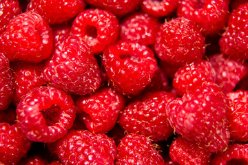 Many red raspberries background, heap of summer fresh ripe berries, closeup