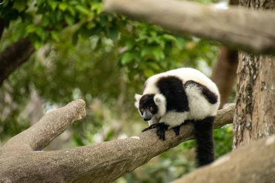 Ringtailed Lemur Lemur Catta