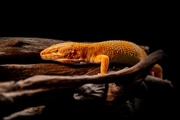 macro photo of leopard gecko on the wood in the forest, isolated on black background