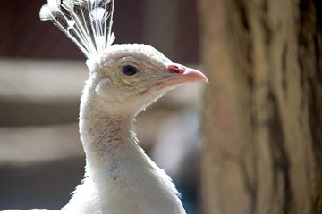 The head of a bird, the head of a live peacock close up, white color, pink beak, white feathers-tuft on the head