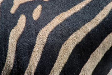 Texture of zebra skin. Black and white stripes. Visible pile of zebra. African yin and yang