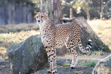 チーター