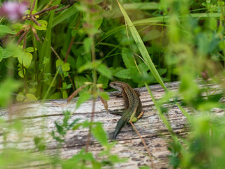 Common lizard (Lacerta Zootoca vivipara) on a log