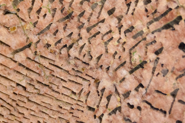 The texture of polished stone.