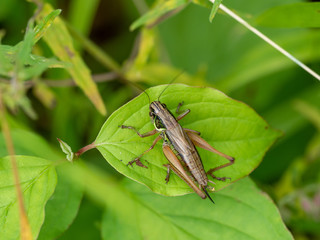 Dark Bush Cricket - Pholidoptera griseoaptera
