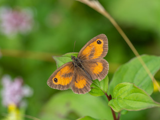 Gatekeeper or Hedge Brown Butterfly ( Pyronia tithonus )