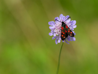 Six-spot Burnet Day Moth on Field Scabious