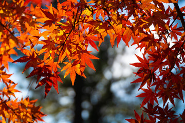 maple leaf red autumn sunset tree blurred background